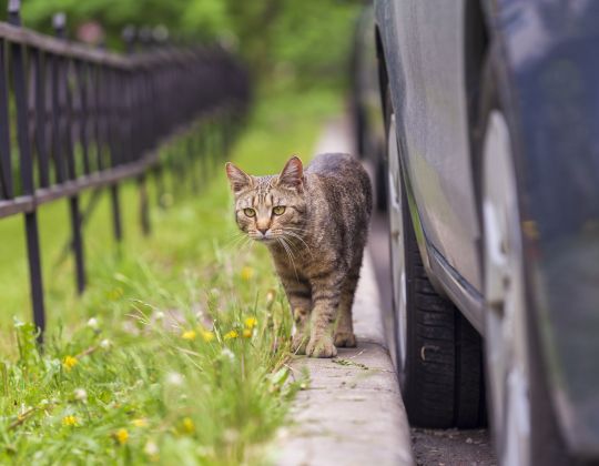 Eine Katze auf ihrem Spaziergang entlang einer Wiese. Wer weiß - vielleicht muss sie auch ihre Schreibblockade lösen?